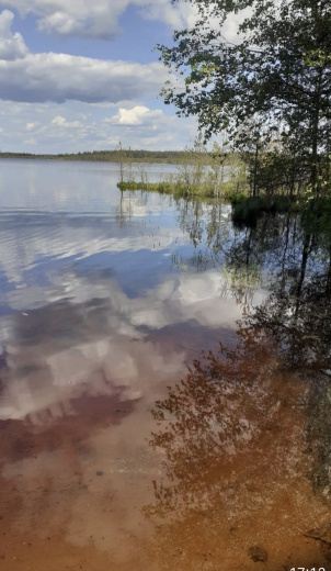 Участок у леса в Псковской обл.